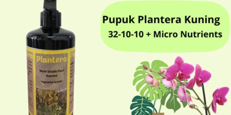 Pupuk Plantera Kuning