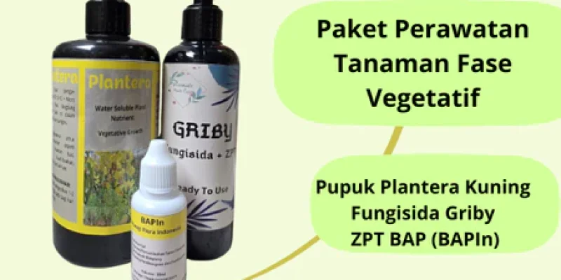 Paket Perawatan Tanaman Fase Vegetatif BAP (BAPIn), Plantera Kuning serta Fungisida Griby